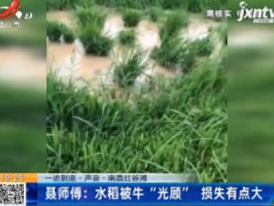 【一追到底·声音】南昌红谷滩·聂师傅：水稻被牛“光顾” 损失有点大