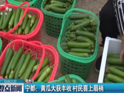 宁都：黄瓜大获丰收 村民喜上眉梢