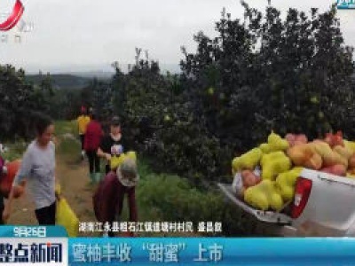 湖南：蜜柚丰收“甜蜜”上市