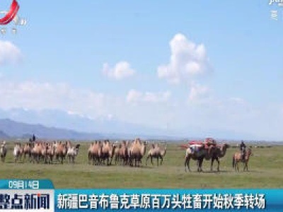 新疆巴音布鲁克草原百万头牲畜开始秋季转场 