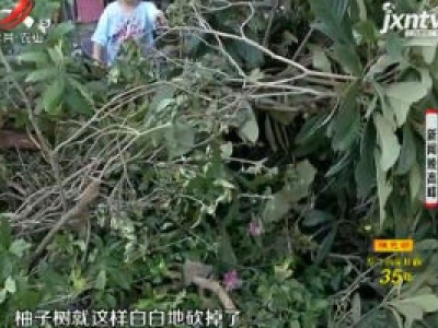 南昌：小区私栽果树被砍 居民求助记者帮忙