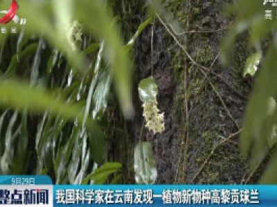 我国科学家在云南发现一植物新物种高黎贡球兰