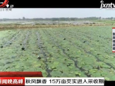 安徽：秋风飘香 15万亩芡实进入采收期