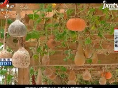 三农聚焦20200917 生态旅游观光——斐然生态园