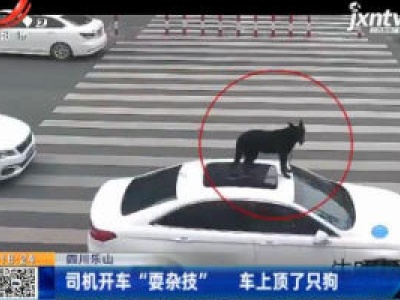 四川乐山：司机开车“耍杂技” 车上顶了只狗