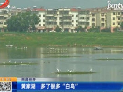 南昌经开：黄家湖 多了很多“白鸟”