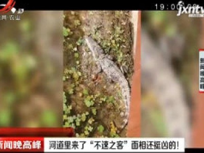 青岛：河道里来了“不速之客”面相还挺凶的！