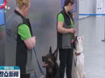芬兰国际机场将部署嗅探犬探测新冠病毒