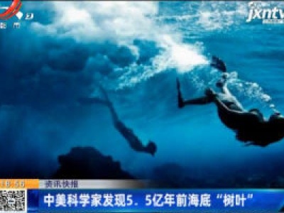中美科学家发现5.5亿年前海底“树叶”