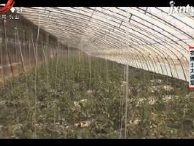 农博士大讲堂20200901 番茄栽培技术