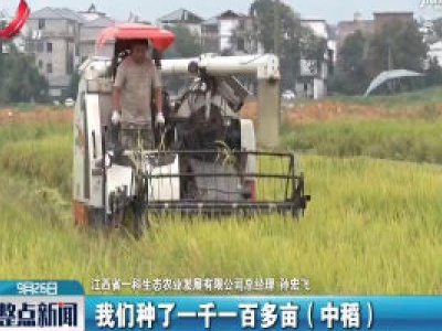 信丰：金秋稻穗扑鼻香