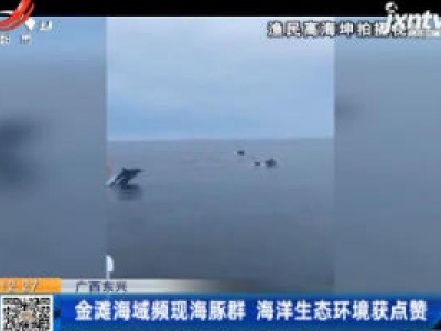 广西东兴：金滩海域频现海豚群 海洋生态环境获点赞