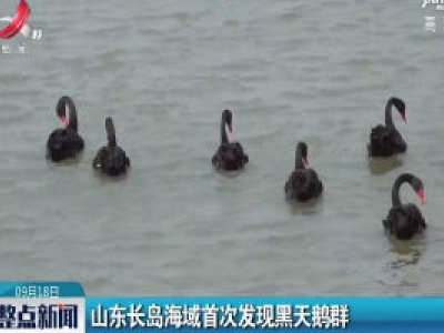 山东长岛海域首次发现黑天鹅群