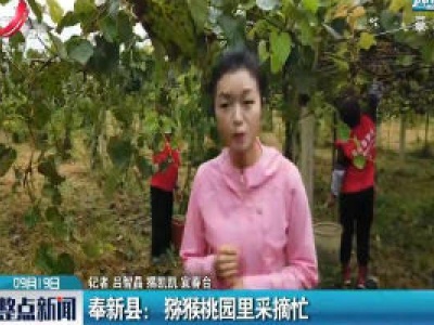 奉新县：猕猴桃园里采摘忙