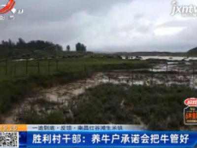 【一追到底·反馈】南昌红谷滩生米镇·胜利村干部：养牛户承诺会把牛管好