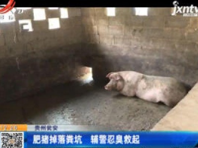 贵州瓮安：肥猪掉落粪坑 辅警忍臭救起