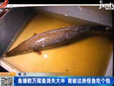重庆：鱼塘数万尾鱼消失大半 竟被这条怪鱼吃个饱