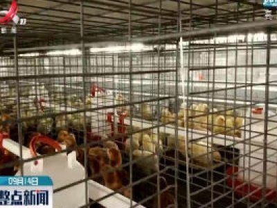 猪肉价格涨幅回落 鸡肉价格“雪上加霜”？