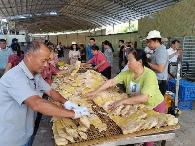 江西铜鼓：红土地上长出“致富笋”