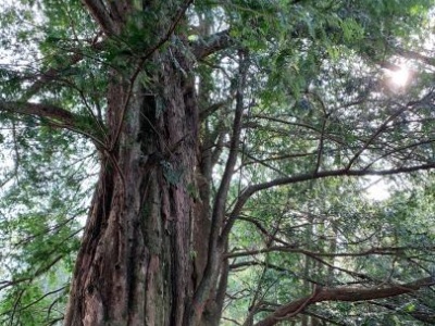 江西九江小山村“变身记”：换个方法靠山吃“山”