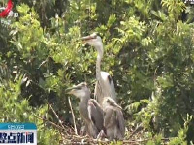 鄱阳湖区近八成夏候鸟完成南迁