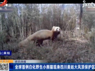 全球首例白化野生小熊猫现身四川美姑大风顶保护区