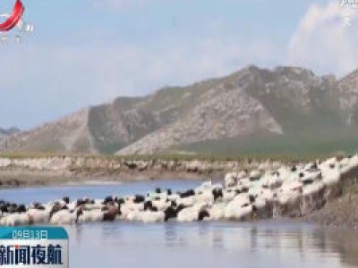 新疆巴音布鲁克草原百万头牲畜开始秋季转场