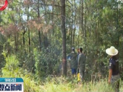 抚州东乡：计划三年投资1600万防治松材线虫病