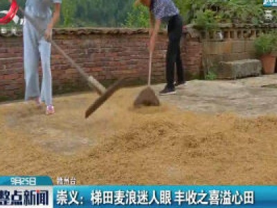 崇义：梯田麦浪迷人眼 丰收之喜溢心田