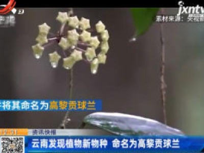 云南发现植物新物种 命名为高黎贡球兰