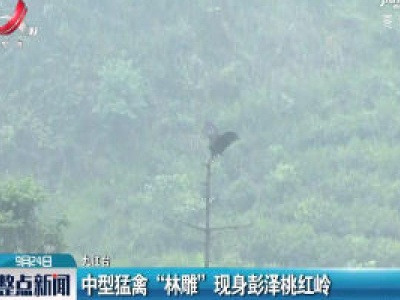 九江：中型猛禽“林雕”现身彭泽桃红岭