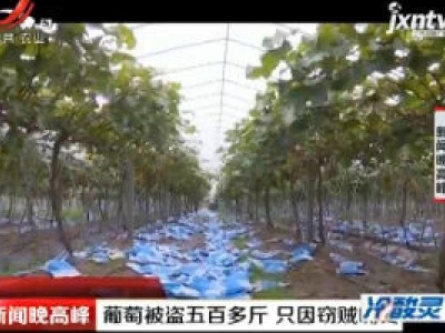 江苏南通：葡萄被盗五百多斤 只因窃贼嘴馋