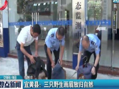 宜黄县：三只野生画眉放归自然