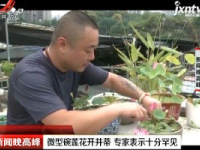 重庆：微型碗莲花开并蒂 专家表示十分罕见