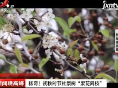 延安：稀奇！ 初秋时节杜梨树“果花同枝”