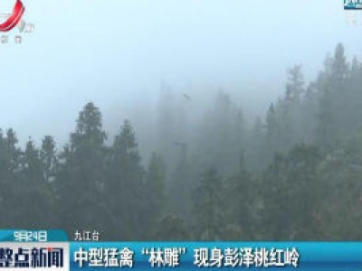 九江：中型猛禽“林雕”现身彭泽桃红岭
