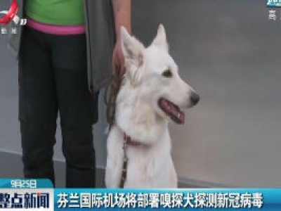 芬兰国际机场将部署嗅探犬探测新冠病毒