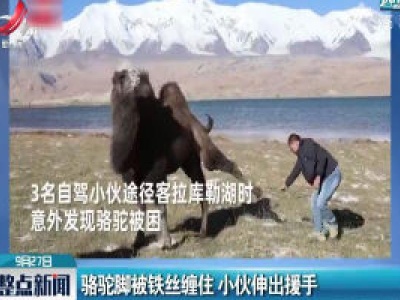 新疆：骆驼脚被铁丝缠住 小伙伸出援手