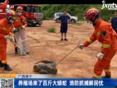 广西南宁：养殖场来了百斤大蟒蛇 消防抓捕解民忧