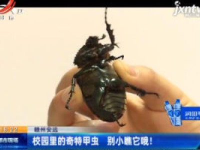 赣州安远：校园里的奇特甲虫 别小瞧它哦！