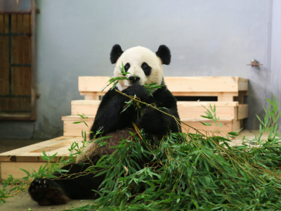 大熊猫“美灵”16岁啦！南昌动物园送上“生日蛋糕”