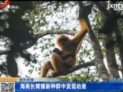 海南长臂猿新种群中发现幼崽