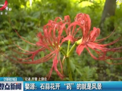 婺源：石蒜花开“药”的就是风景