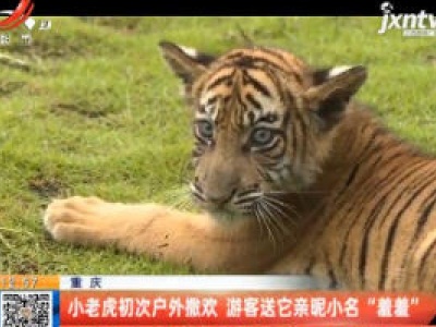 重庆：小老虎初次户外撒欢 游客送它亲昵小名“羞羞”