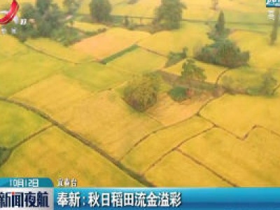 奉新：秋日稻田流金溢彩