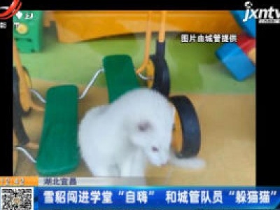 湖北宜昌：雪貂闯进学堂“自嗨”和城管队员“躲猫猫”