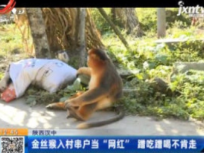 陕西汉中：金丝猴入村串户当“网红” 蹭吃蹭喝不肯走