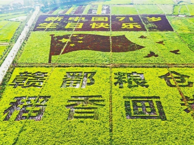 南昌县：“新中国71岁生日快乐”彩色主题稻田长势喜人