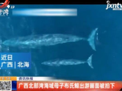 广西北部湾海域母子布氏鲸出游画面被拍下