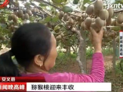 安义县：猕猴桃迎来丰收